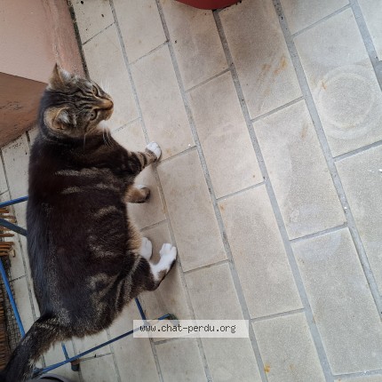 Photo 2/4 Chat trouvé Trouvé à Niort