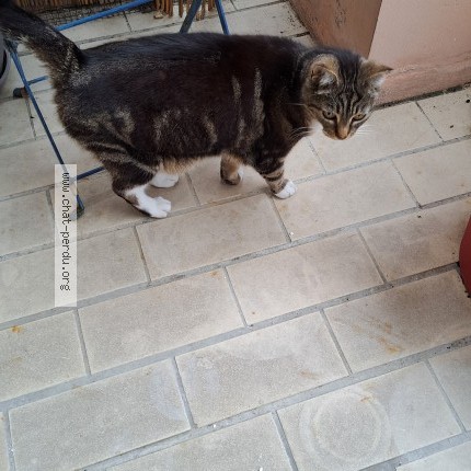 Photo 2/4 Chat retrouvé Trouvé à Niort
