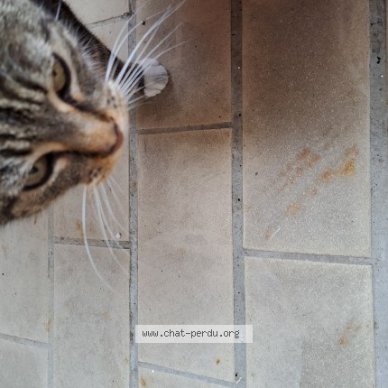 Photo 3/4 Chat trouvé Trouvé à Niort