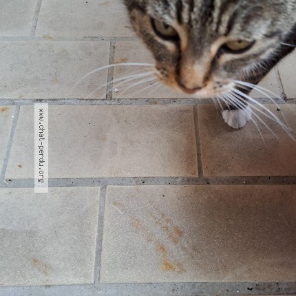Photo 3/4 Chat retrouvé Trouvé à Niort