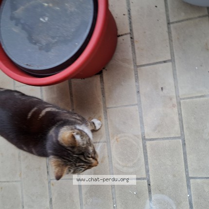 Photo 4/4 Chat trouvé Trouvé à Niort
