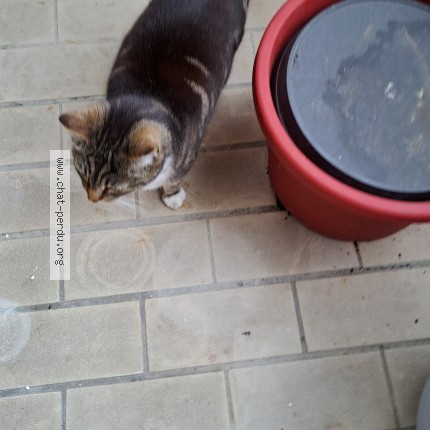 Photo 4/4 Chat retrouvé Trouvé à Niort