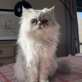 Mochi