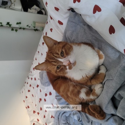 Photo 1/1 Chat trouvé Trouvé à Rennes