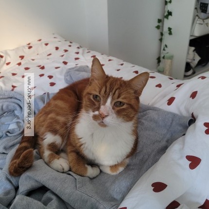 Photo 1/1 Chat trouvé Trouvé à Rennes