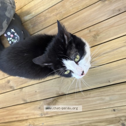 Photo 1/1 Chat trouvé Trouvé à Douai