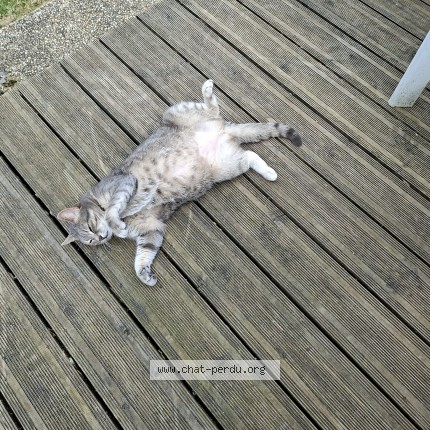 Photo 1/1 ysis Chat perdu à Talmont Saint Hilaire
