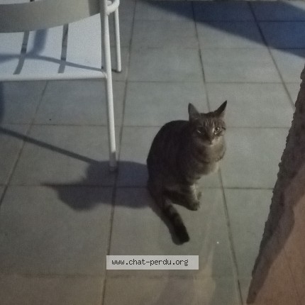 Photo 1/1 Chat trouvé Trouvé à Nimes