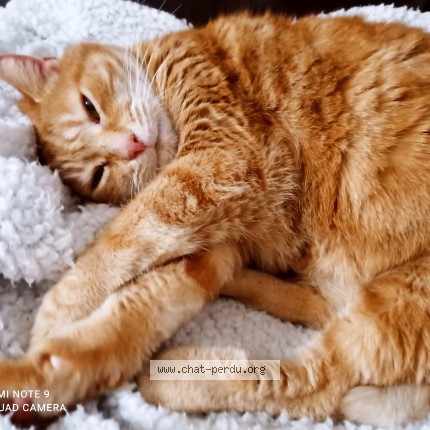 Photo de chat perdu à Auchy Les Mines