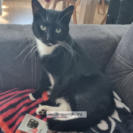 Photo de chat perdu à Noyelles Godault