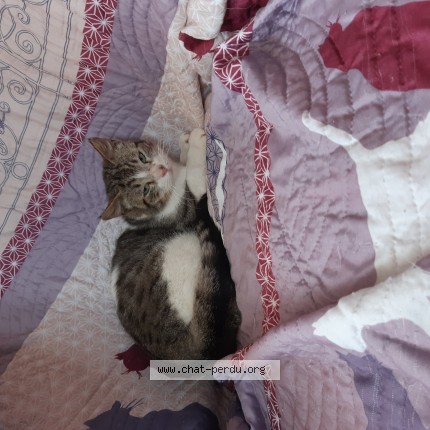 Photo de chat trouvé à Le Grand Lemps