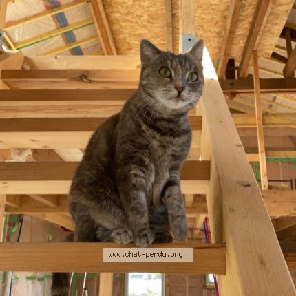 Photo de chat perdu à Chouze Sur Loire