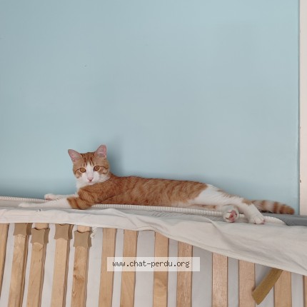 Photo de chat perdu à Renage