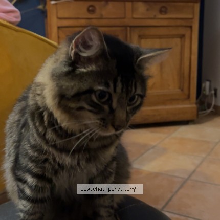 Photo 1/1 Chat retrouvé Perdu à Geveze