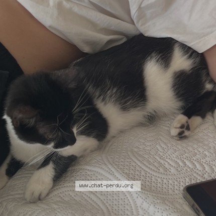 Photo de chat perdu à Naintre