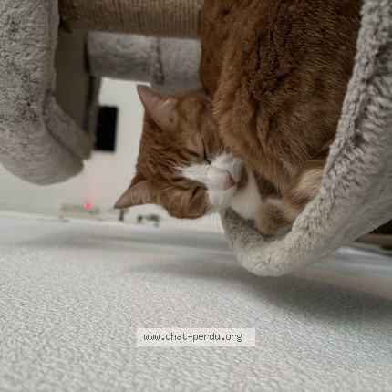 Photo de chat perdu à Limoges
