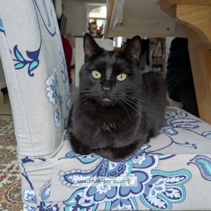 Photo de chat perdu à Arras