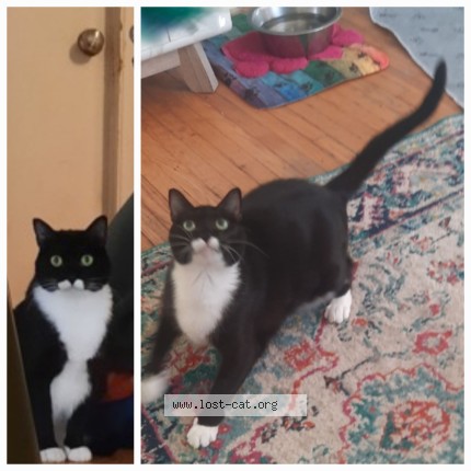 Photo de chat perdu à Chambly