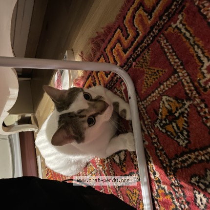 Photo de chat perdu à Fontenay Aux Roses