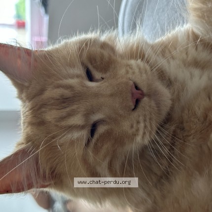 Photo de chat perdu à Mures