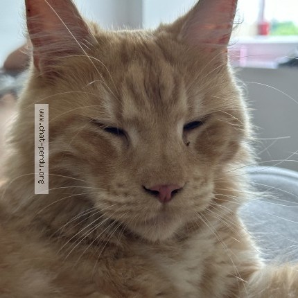 Photo 1/1 Chat retrouvé Perdu à Mures