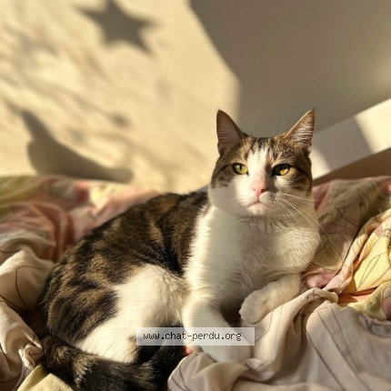 Photo 1/1 Nala Chat perdu à Garches