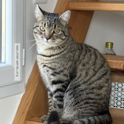 Photo 1/1 Chat retrouvé Perdu à Jongieux