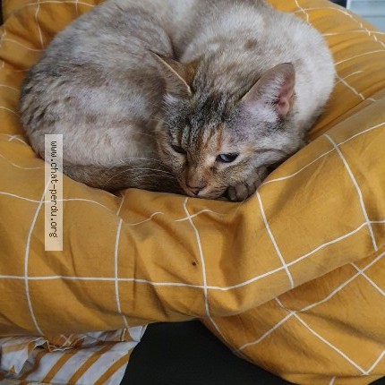 Photo 1/2 Alice Chat perdu à Eperlecques