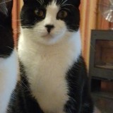 Pixel