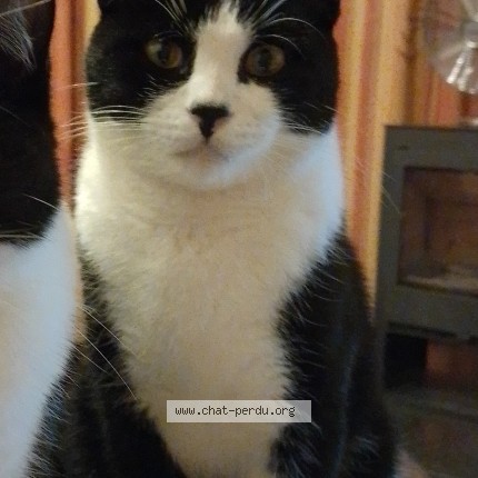 Photo 1/1 Pixel Chat perdu à Anderlecht