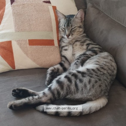 Photo de chat perdu à Lunel
