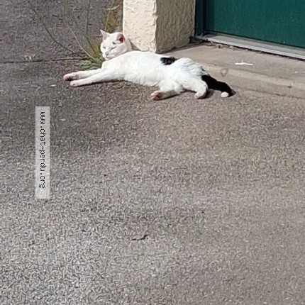 Photo de chat trouvé à Boulogne Sur Mer