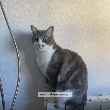 Photo de chat perdu à Le Cres