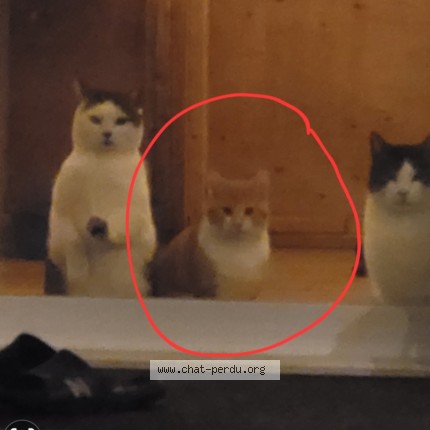 Photo de chat perdu à Saint Charles De Bellechasse Qu
