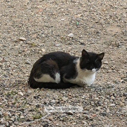 Photo 1/1 Chat trouvé Trouvé à Langon