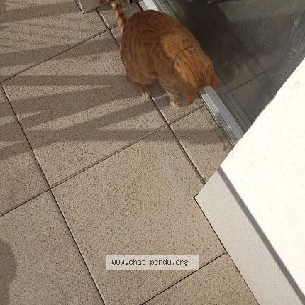 Photo de chat perdu à Balaruc Les Bains