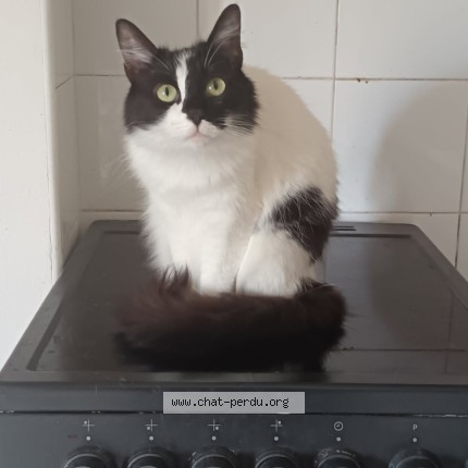 Photo de chat perdu à La Crau
