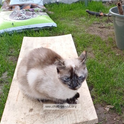 Photo de chat perdu à Quimper