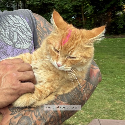 Photo de chat perdu à Deux Montagne