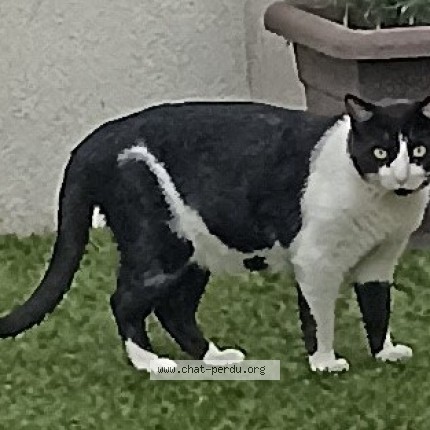 Photo 1/1 Chat trouvé Trouvé à Saint Victoret