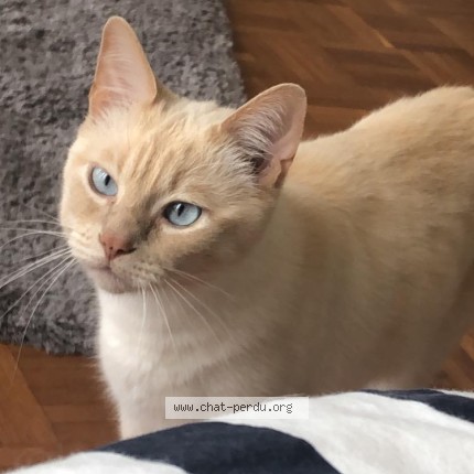 Photo 1/1 Chat retrouvé Perdu à Lachassagne