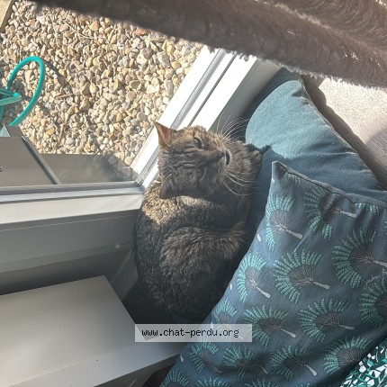 Photo de chat trouvé à Geneuille