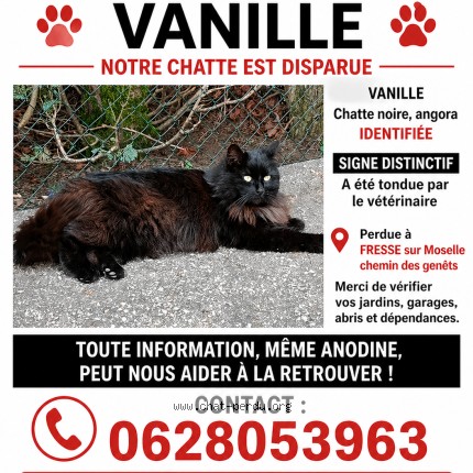 Photo 1/1 Vanille Chat perdu à Fresse Sur Moselle