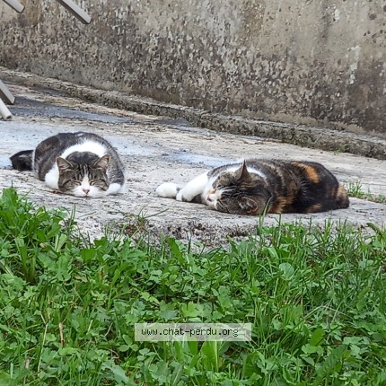 Photo de chat perdu à Saint Claude