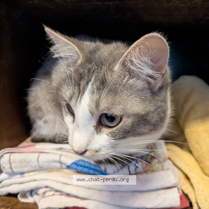 Photo de chat trouvé à Loches