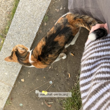 Photo de chat trouvé à Sevran