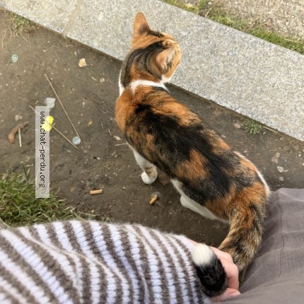 Photo 1/1 Chat trouvé Trouvé à Sevran