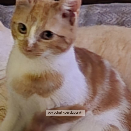 Photo de chat perdu à Fouquieres Les Lens