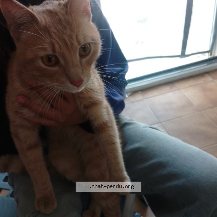 Photo de chat trouvé à Froidfond