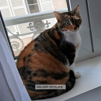 Photo 1/1 Praline Chat perdu à Chareil Cintrat